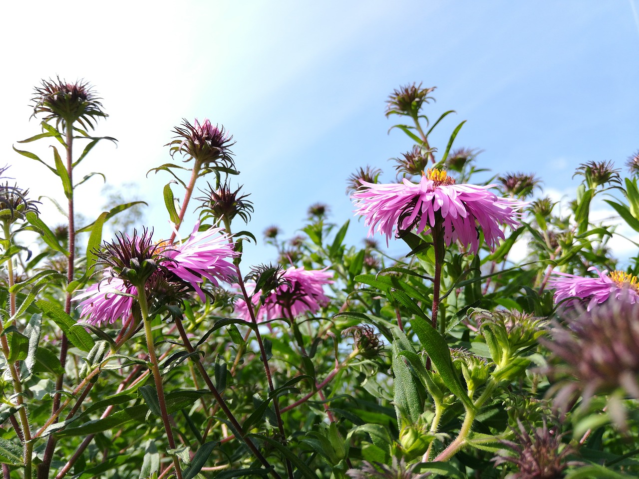 flowers  purple  nature free photo