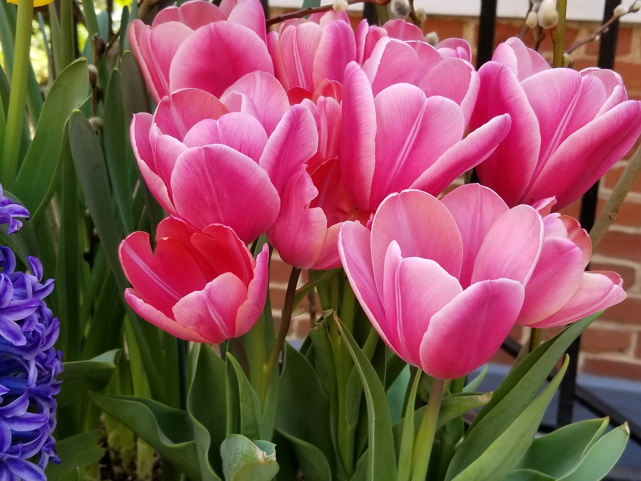 flowers  pink  rose free photo