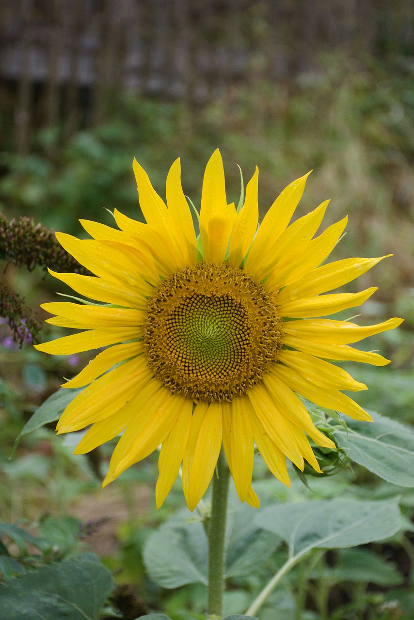 flowers  sunflower  nature free photo