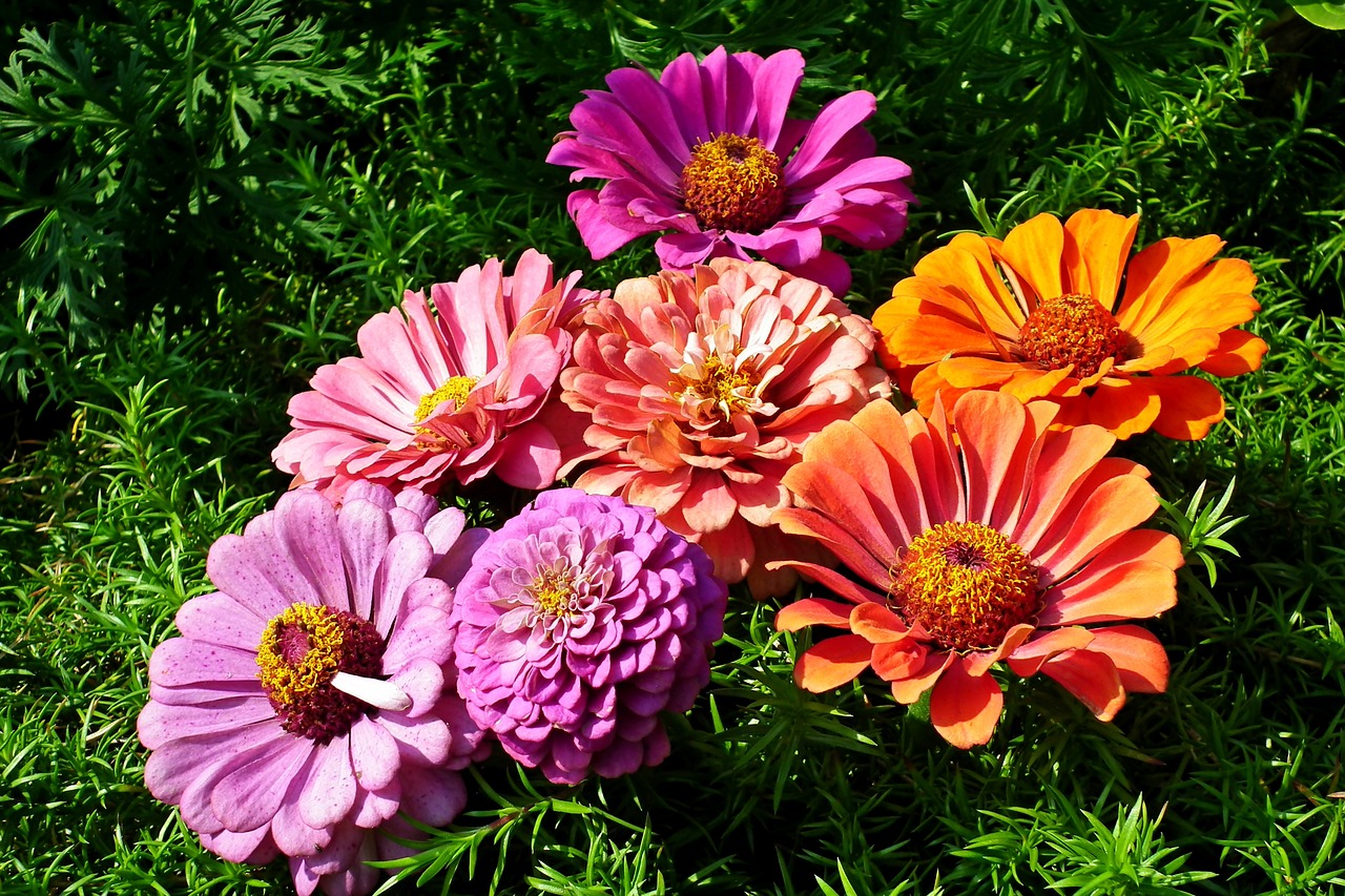 flowers  tin  summer free photo