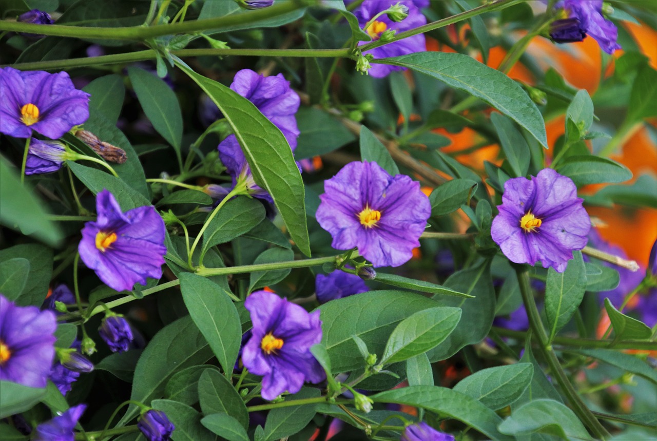 flowers  garden  plant free photo