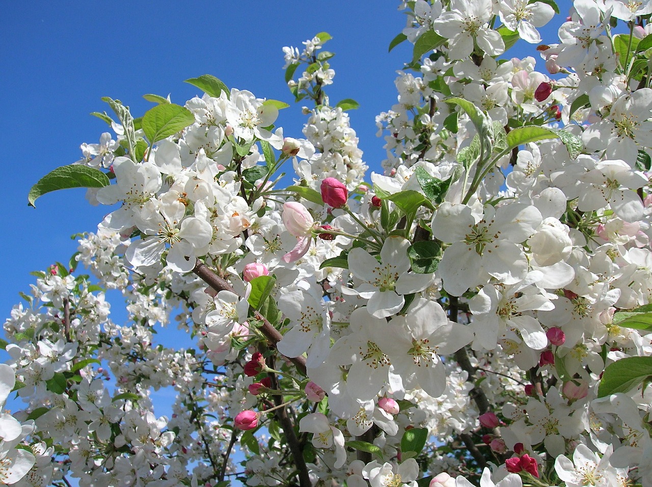 flowers apple blossoms apple tree free photo