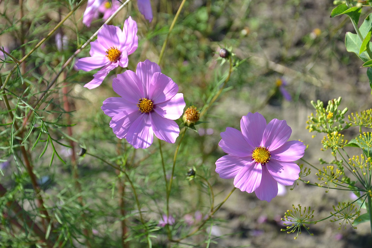 flowers  plant  nature free photo