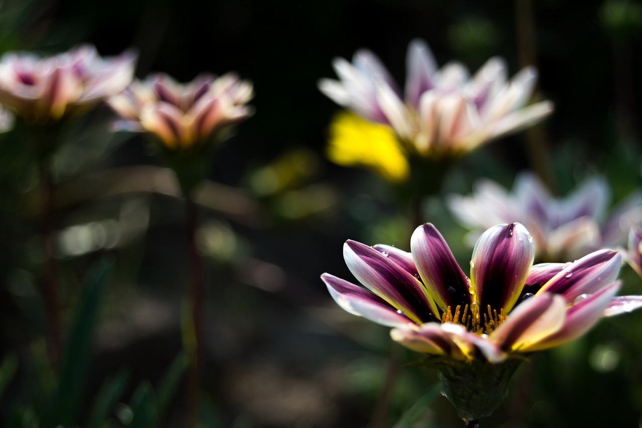 flowers  summer  flower free photo