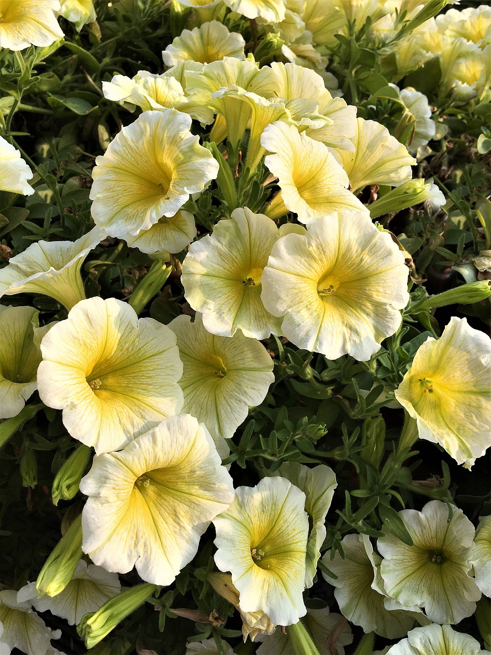 flowers  yellow  mini petunias free photo