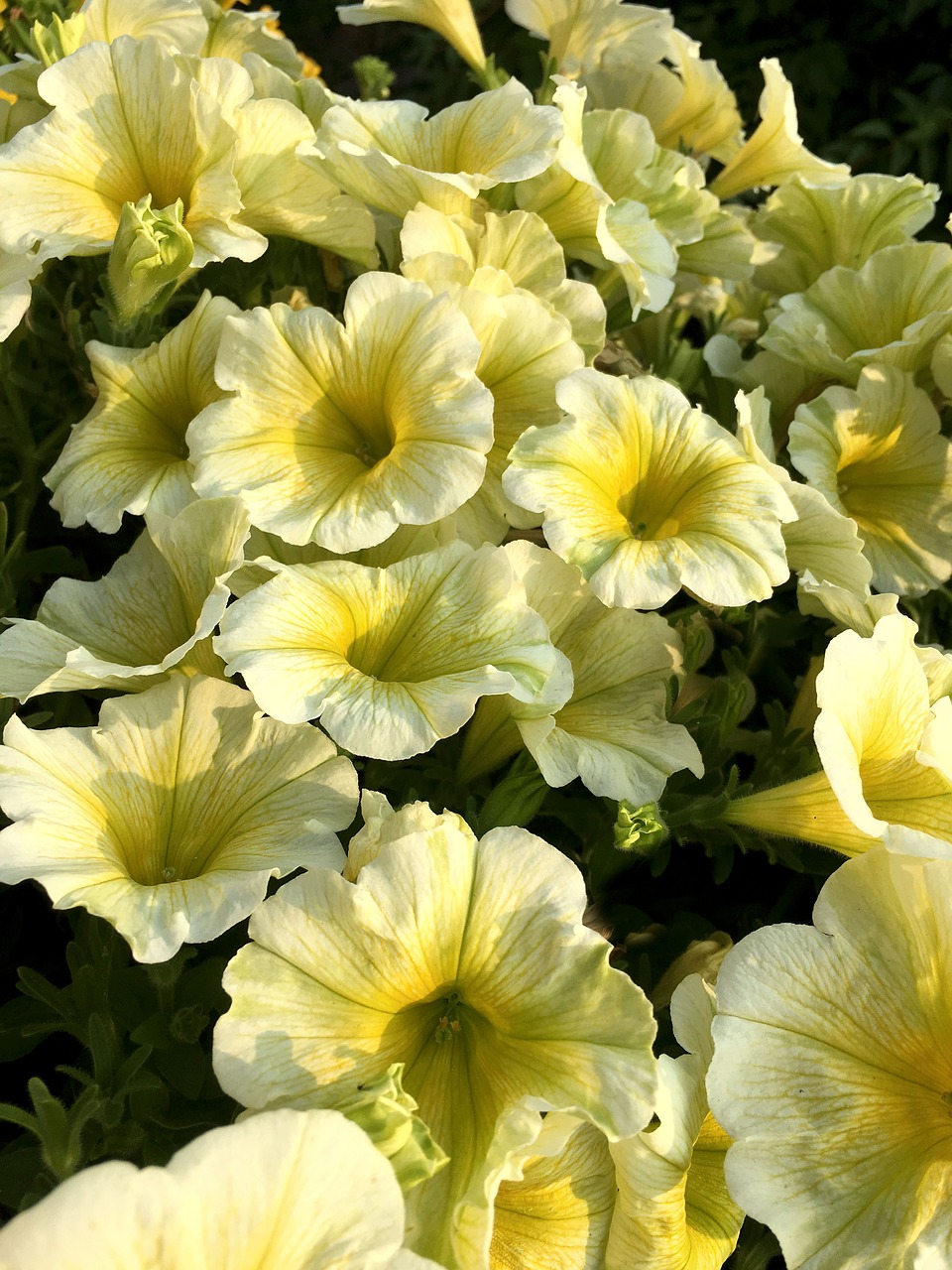 flowers  yellow  mini petunias free photo