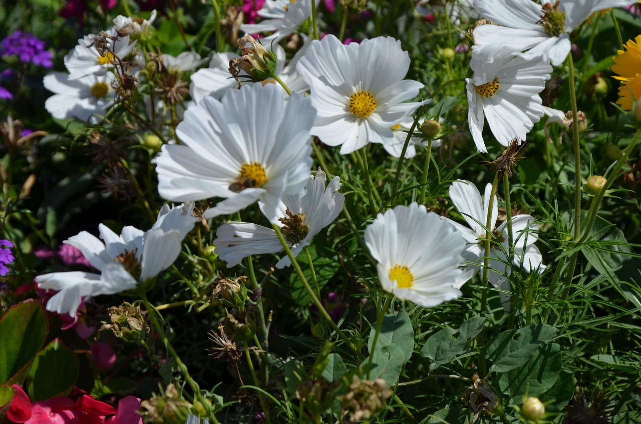 flowers  flower  summer free photo