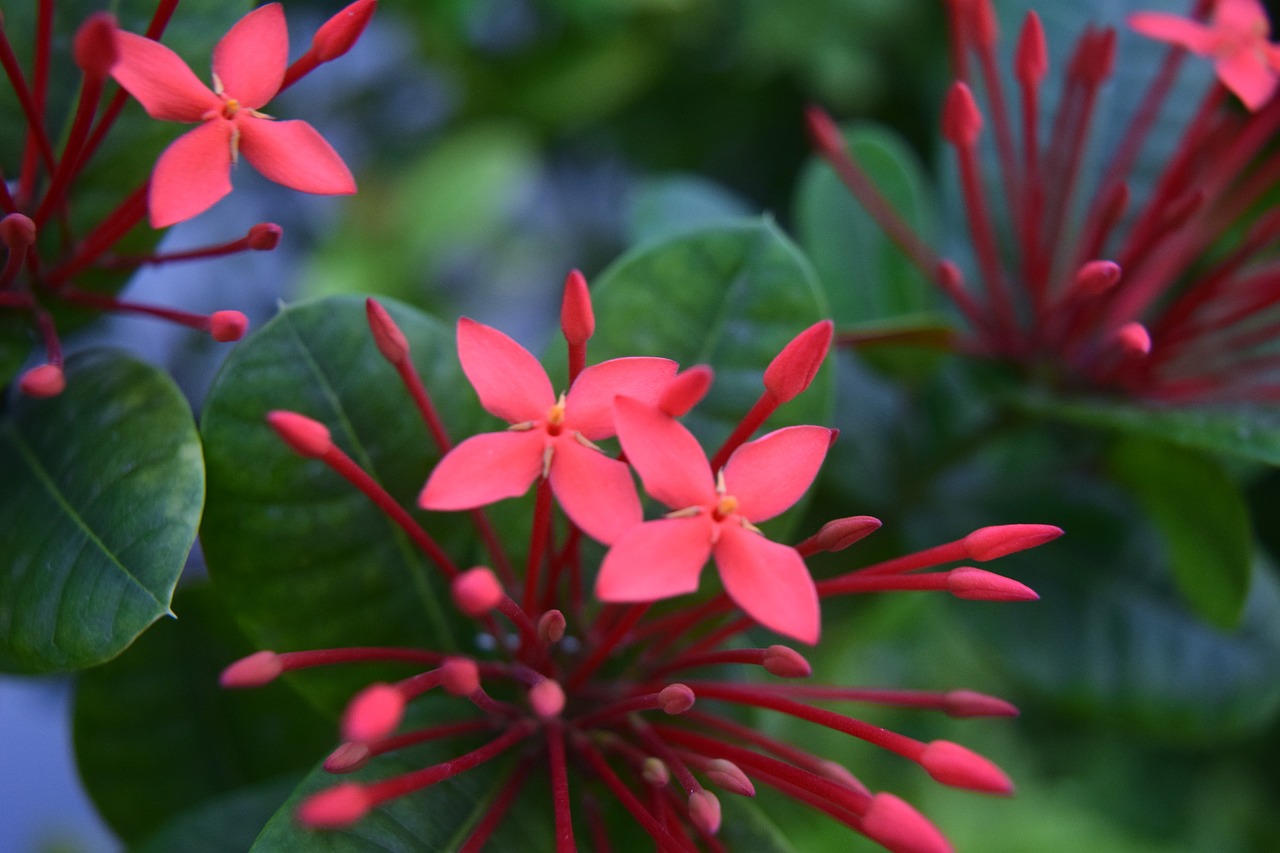 flowers  red  star free photo