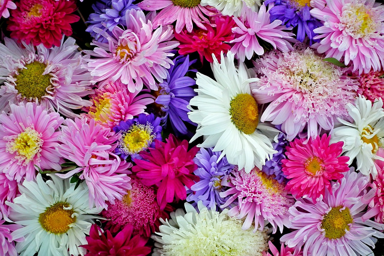 flowers  astra  colorful free photo