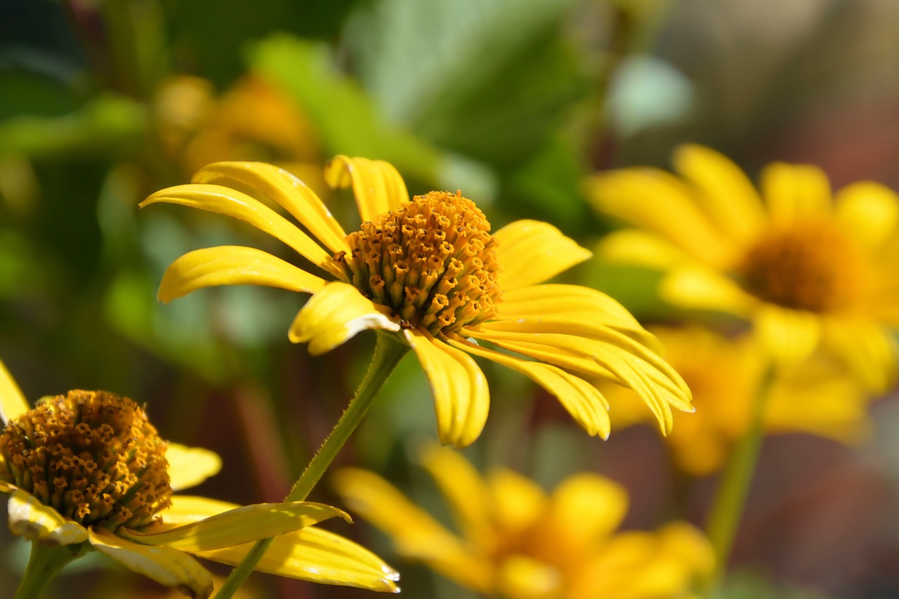 flowers  yellow  garden free photo