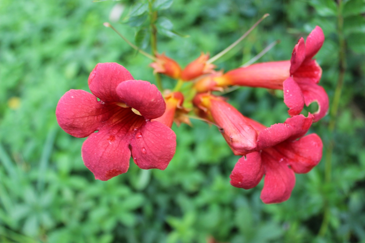 flowers  plant  bloom free photo