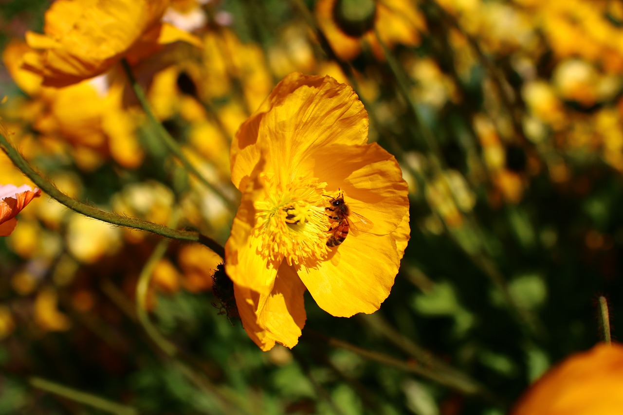 flowers  bee  insect free photo