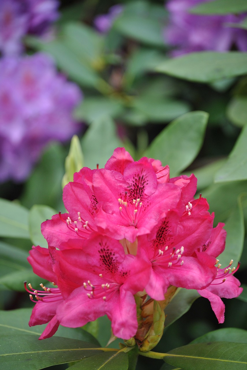 flowers  rhododendron  bush free photo