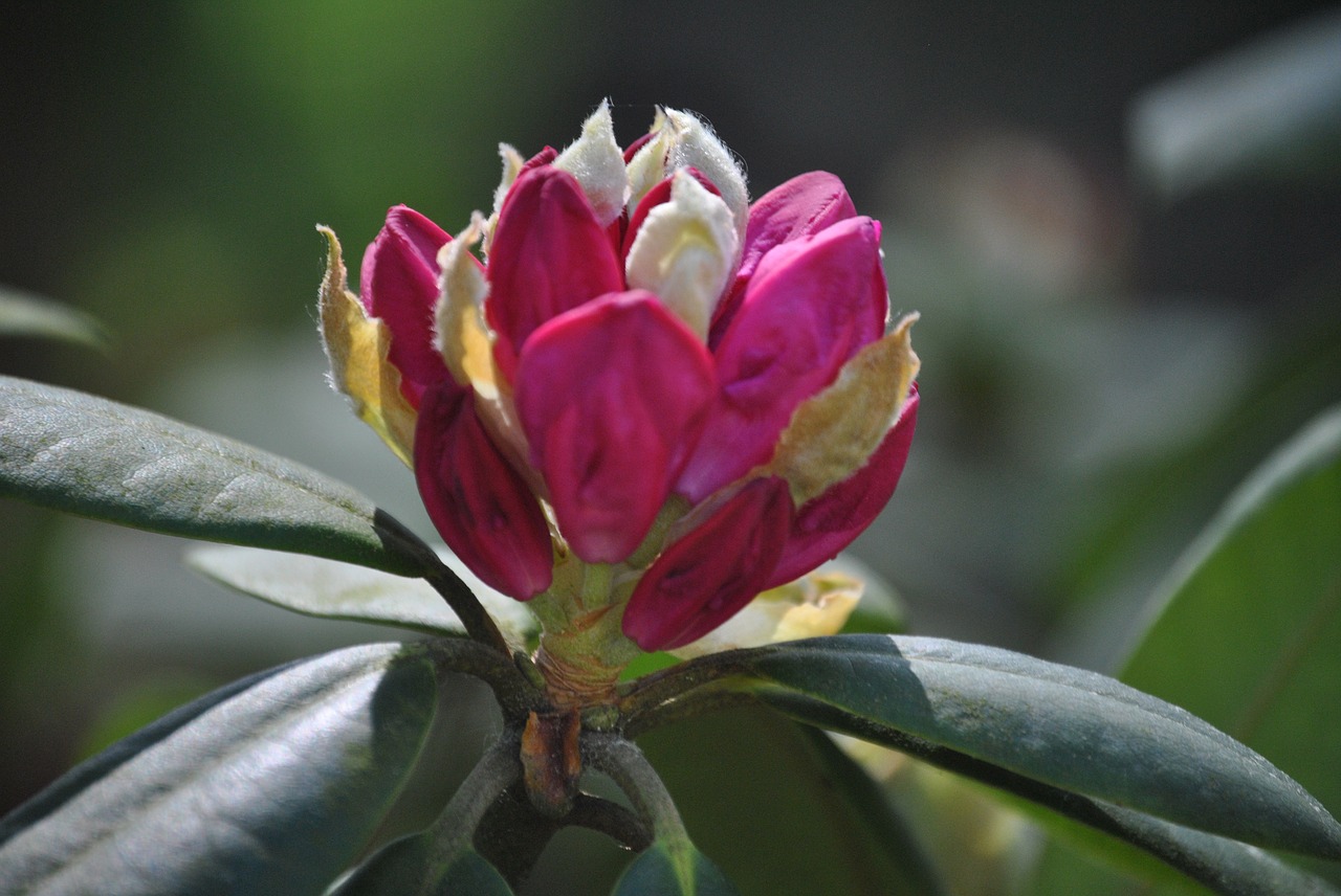 flowers  rhododendron  bush free photo