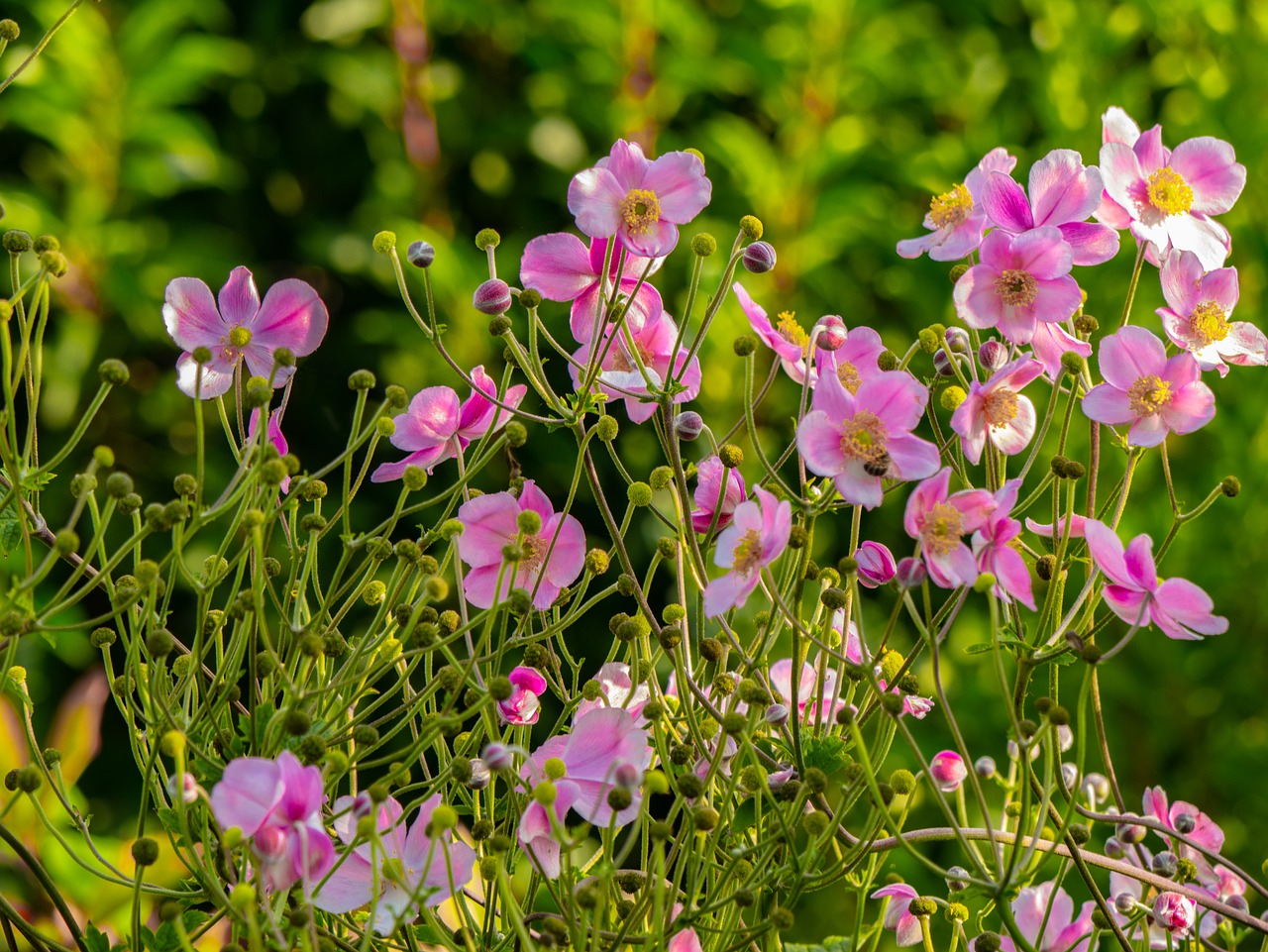 flowers  anemones  blossom free photo