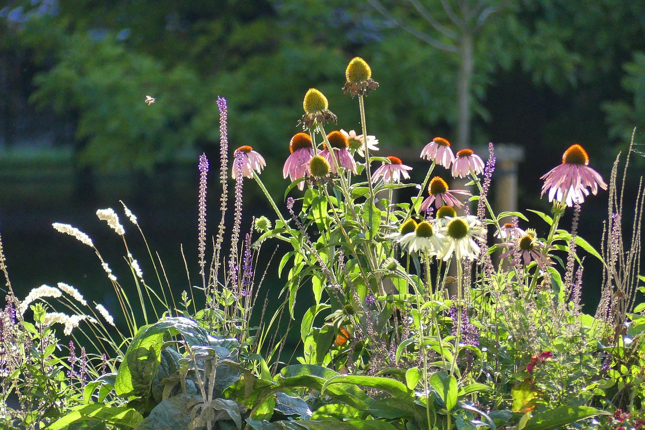 flowers  autumn  light free photo