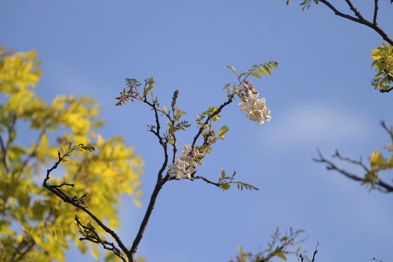 flowers  sky background  spring free photo