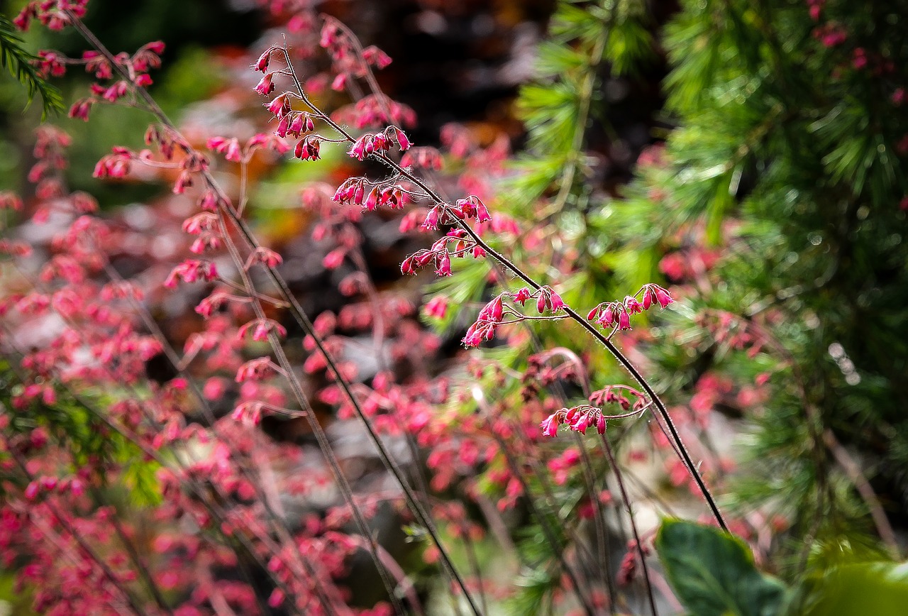 flowers  pink  plant free photo