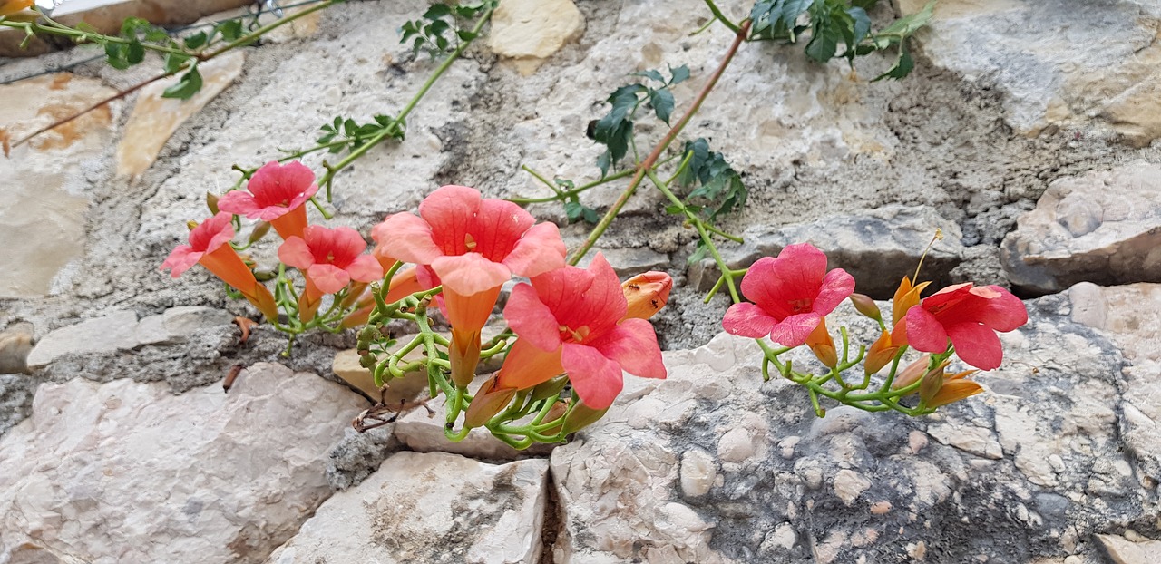 flowers  stones  nature free photo