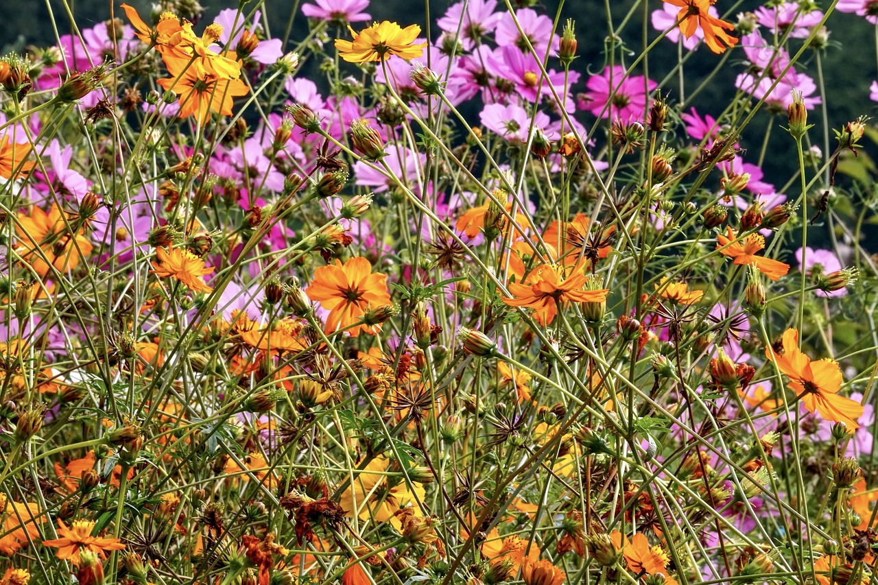 flowers  cosmea  cosmos free photo