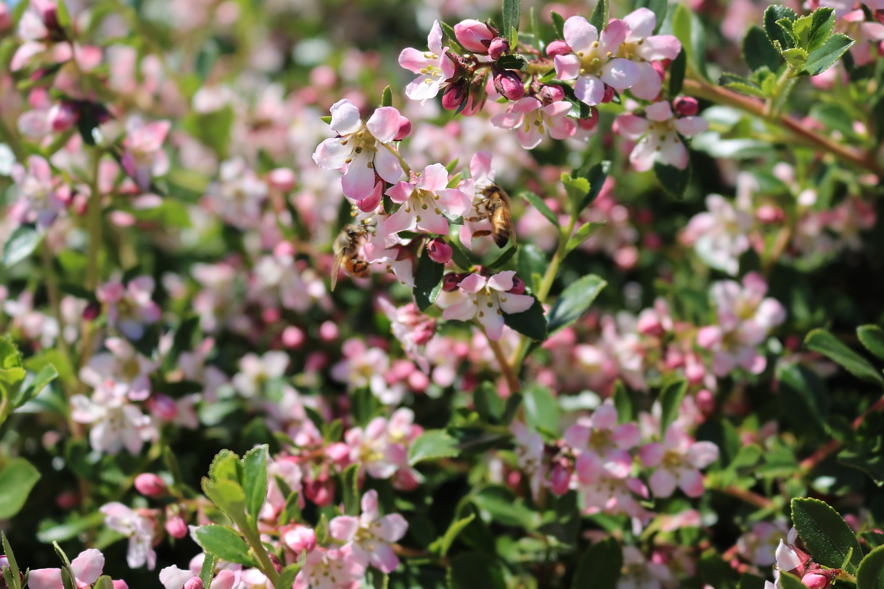 flowers  bees  summer free photo