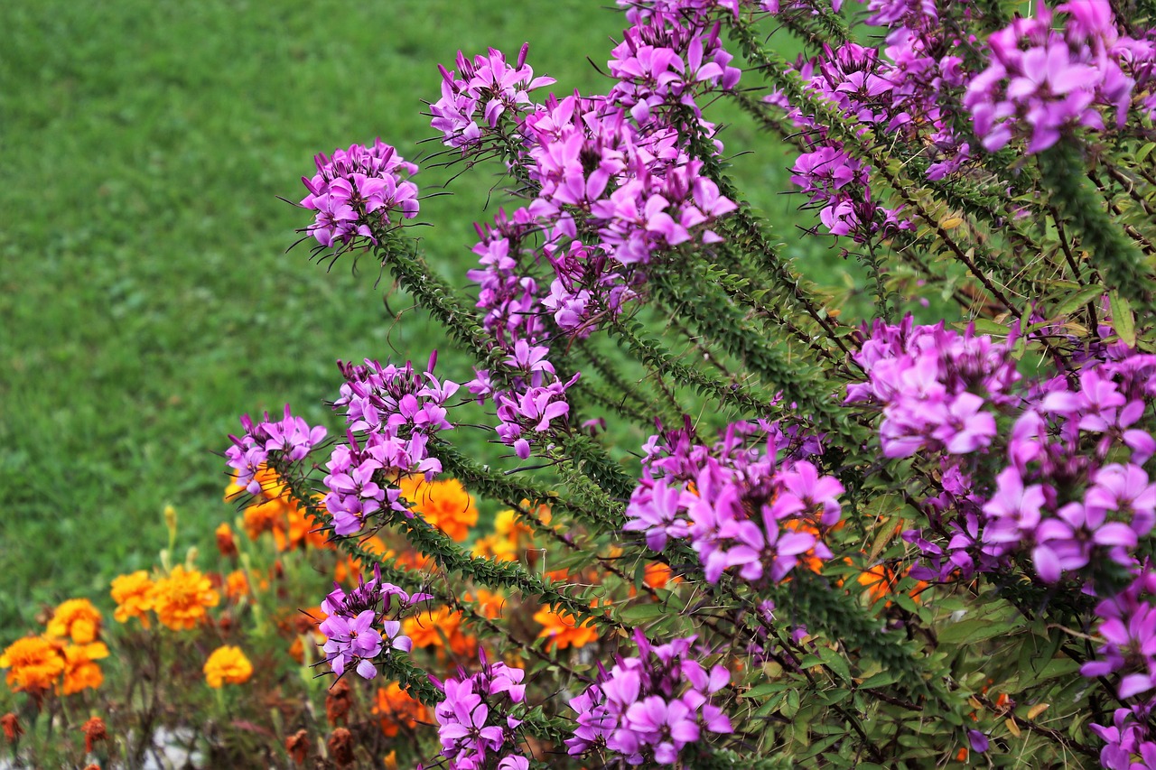 flowers  lilac  plant free photo