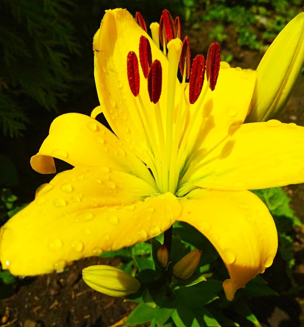 flowers  yellow  color free photo