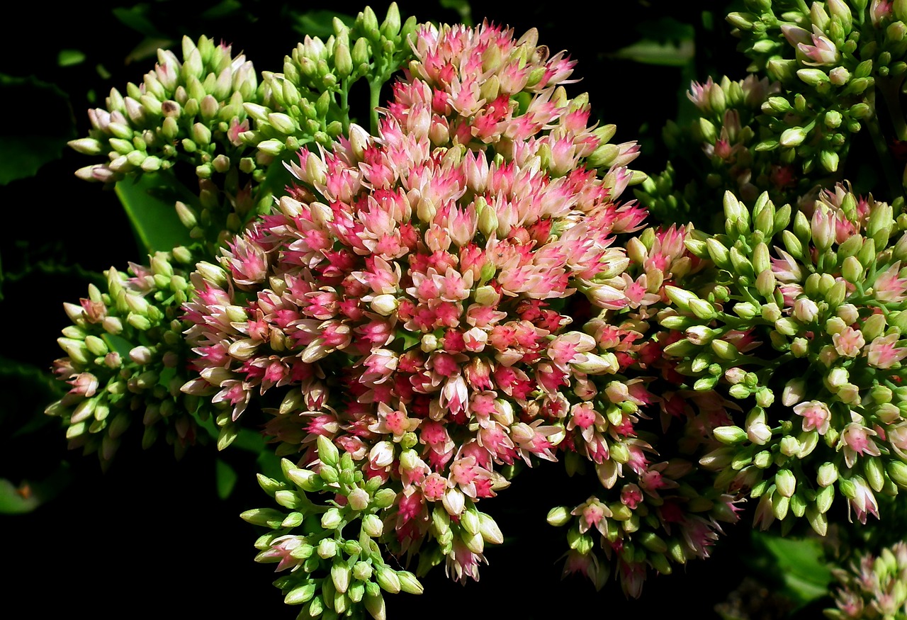 flowers  sedum  garden free photo