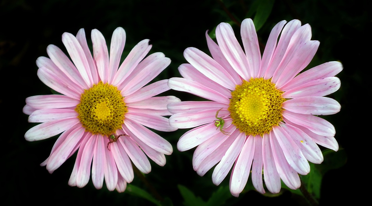 flowers  astra  pink free photo