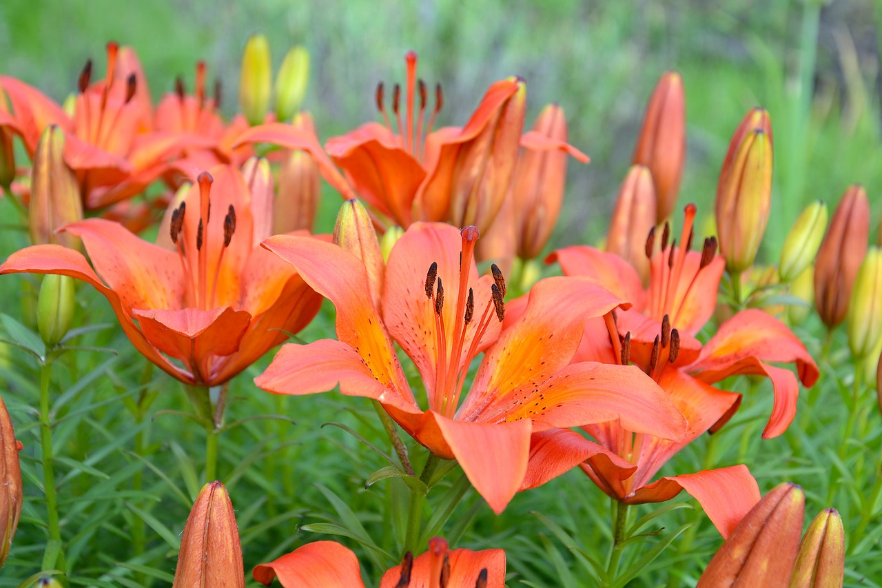 flowers  lily  summer free photo