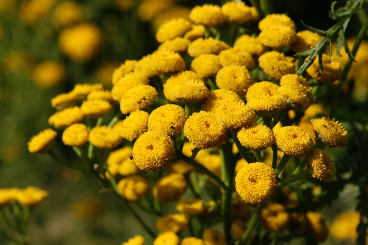 flowers  yellow  pointed flower free photo