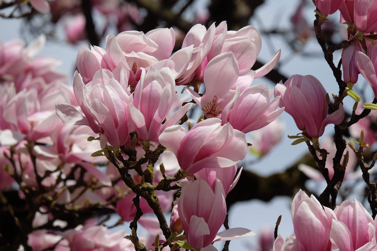 flowers  spring  magnolia free photo