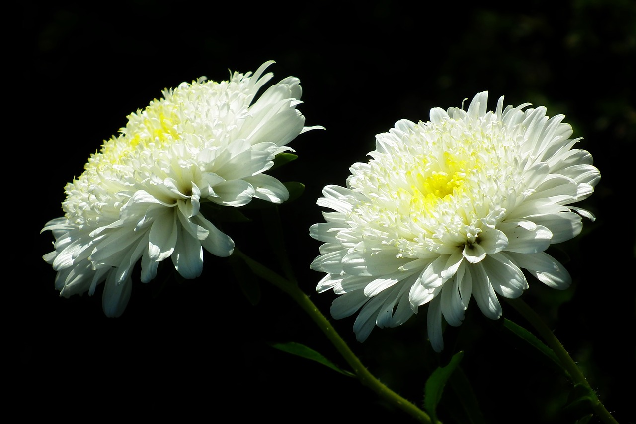 flowers  astra  garden free photo