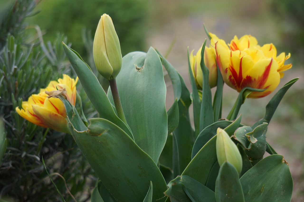 flowers  spring  colors free photo