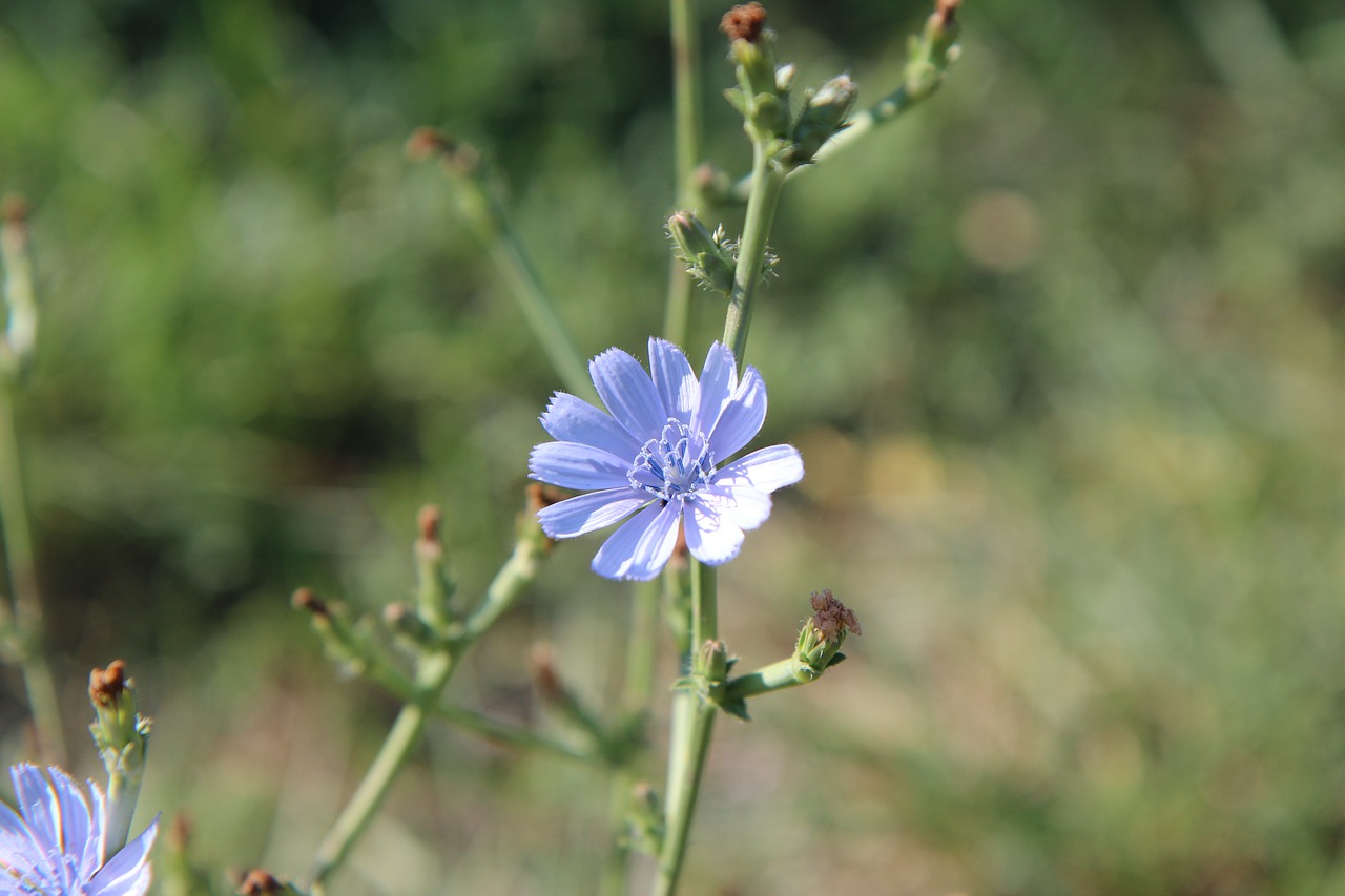 flowers  flowering  blue flowers free photo