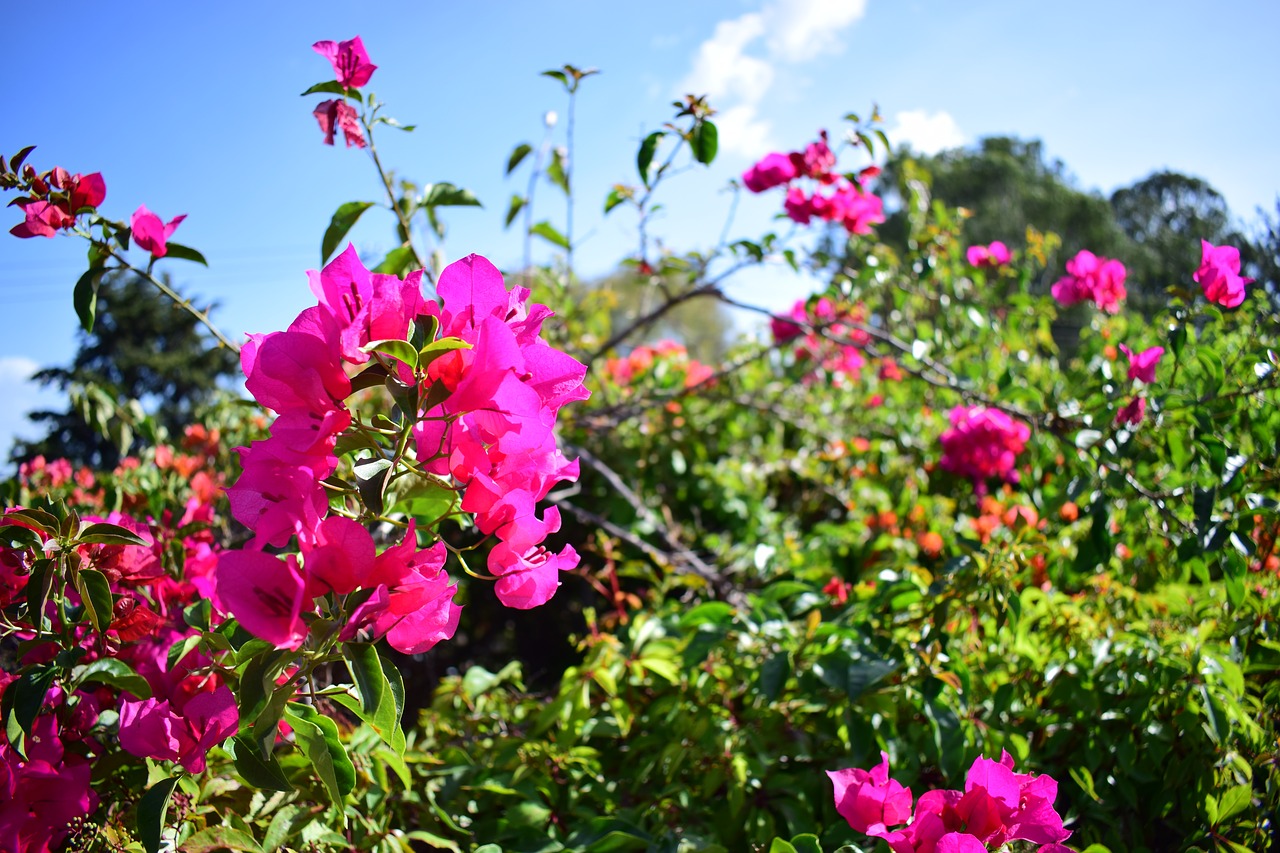 flowers  landscape  spring free photo