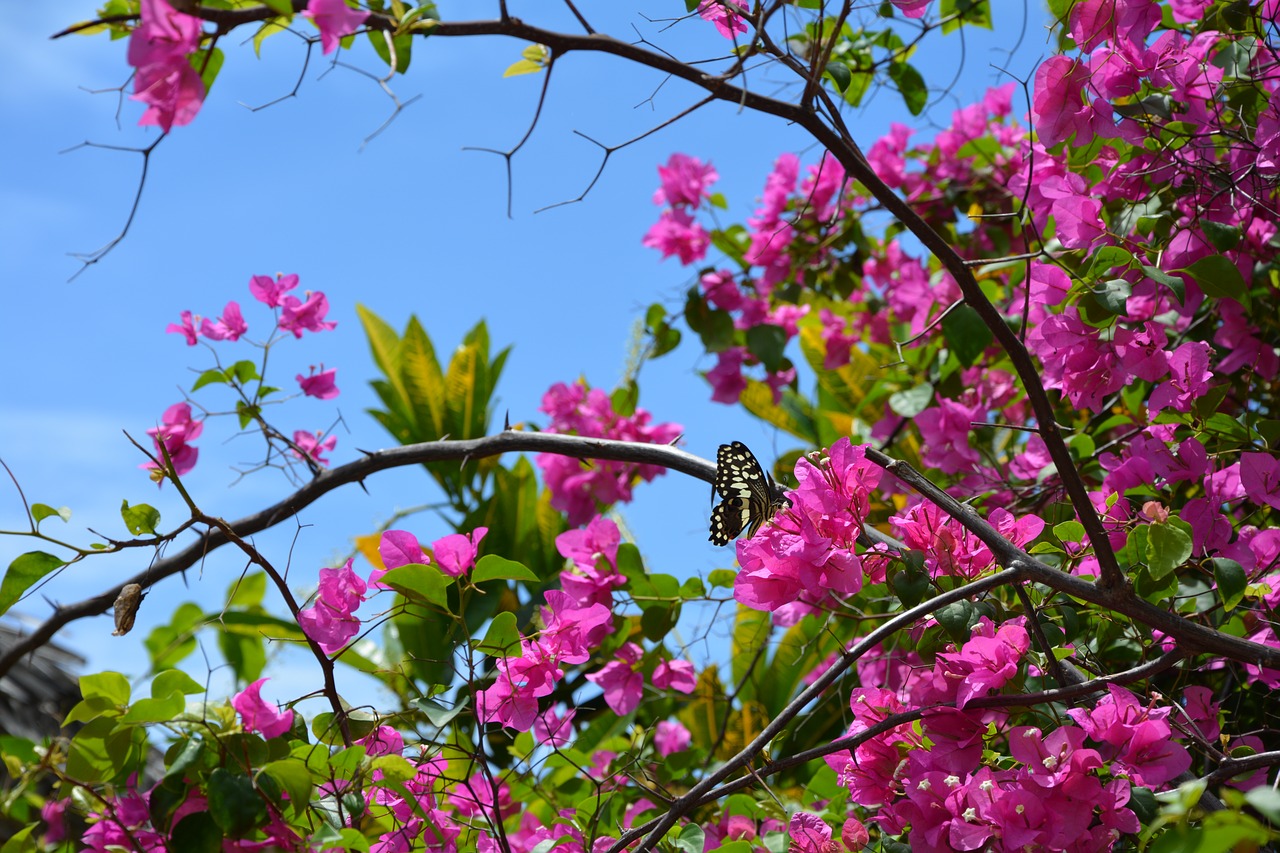 flowers  pink  bloom free photo