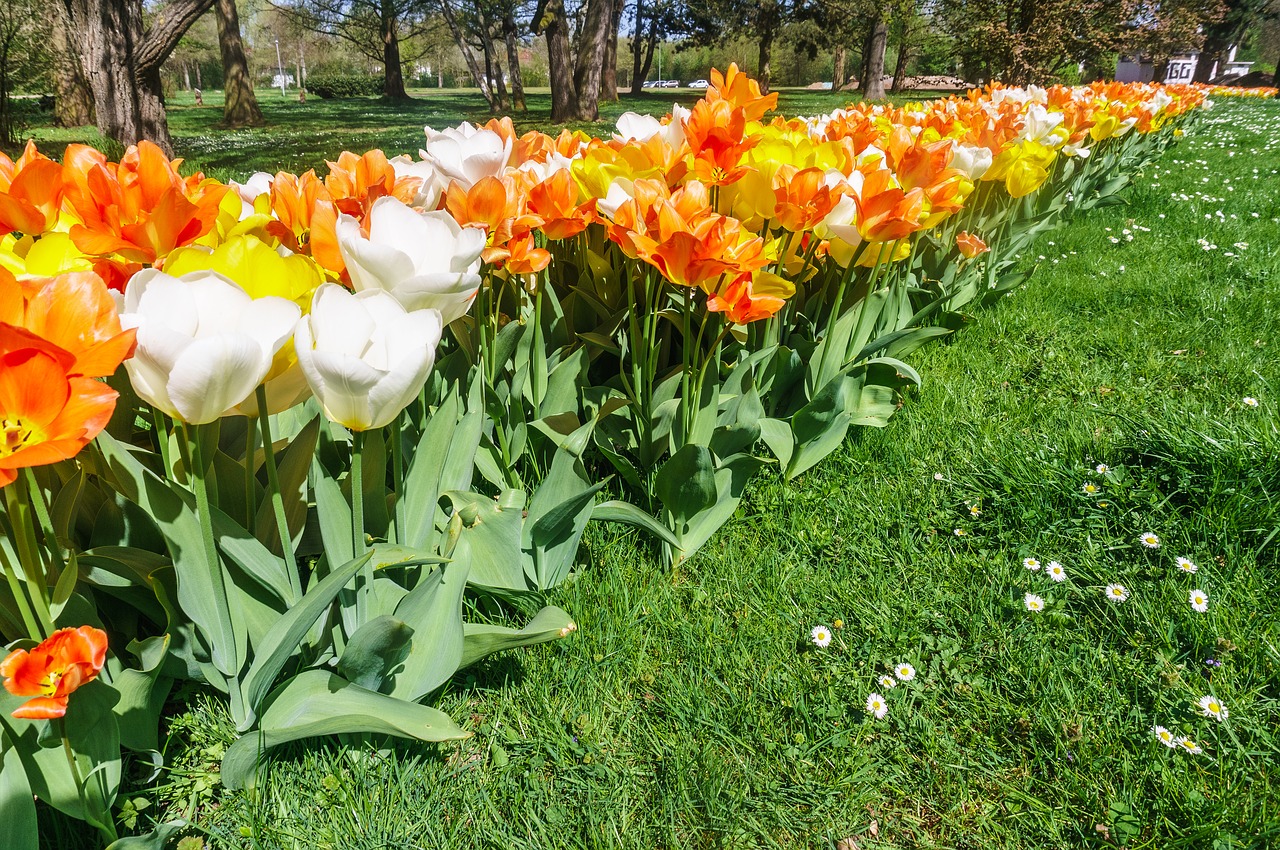 flowers  garden  tulips free photo