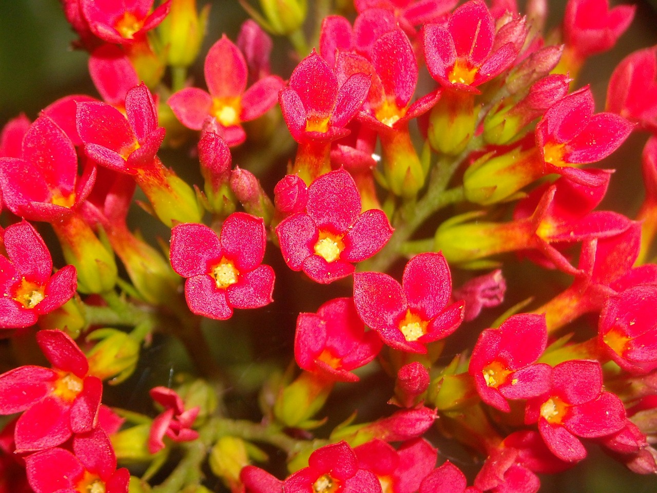 flowers kalanchoe pinnata cocor free photo