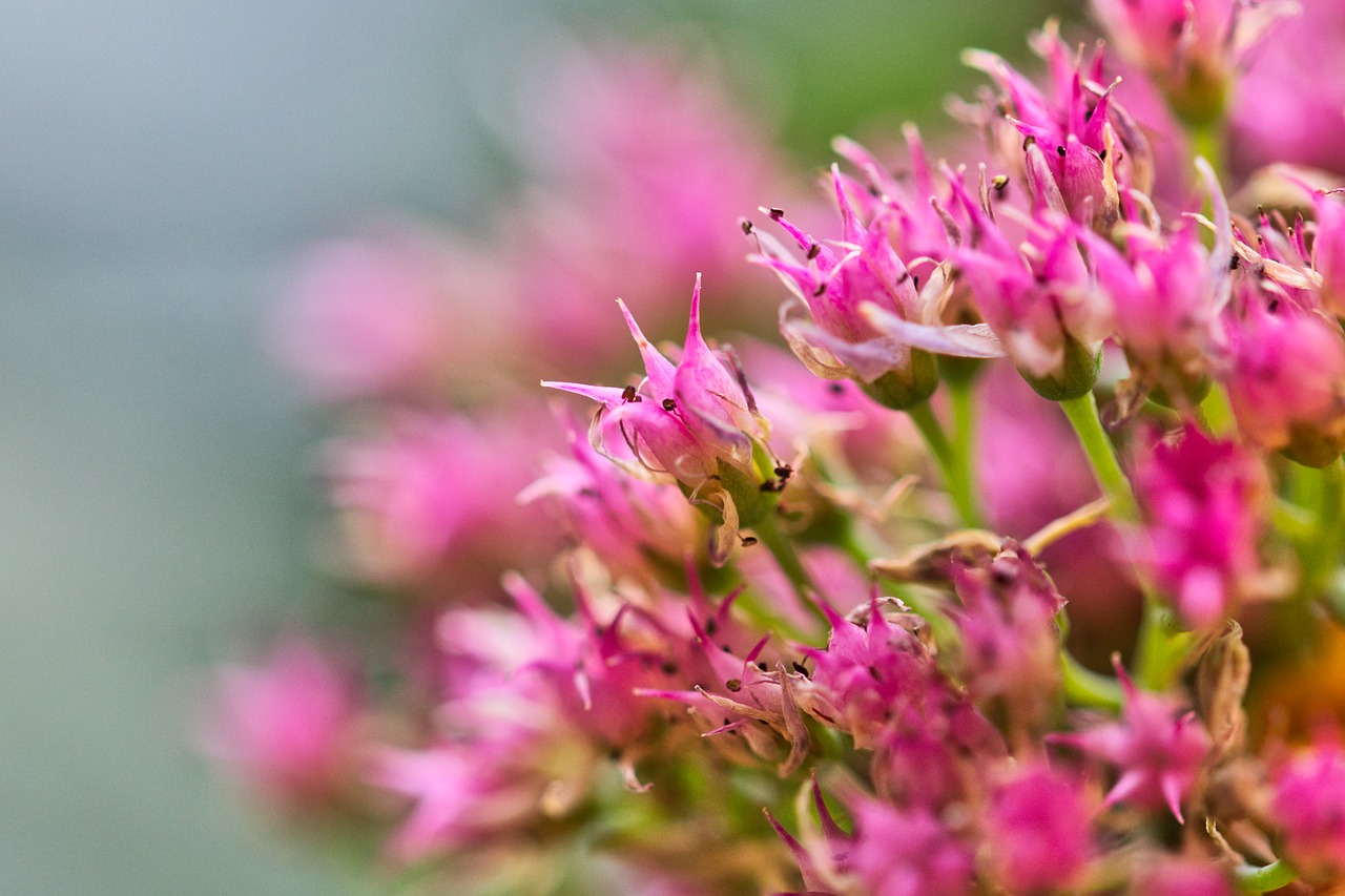 flowers  background  bright free photo