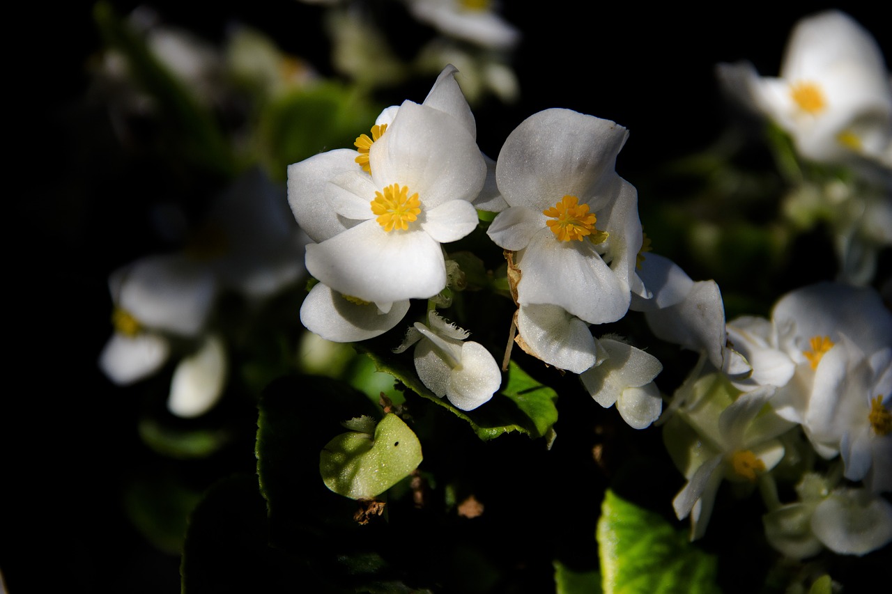 flowers  macro  color free photo