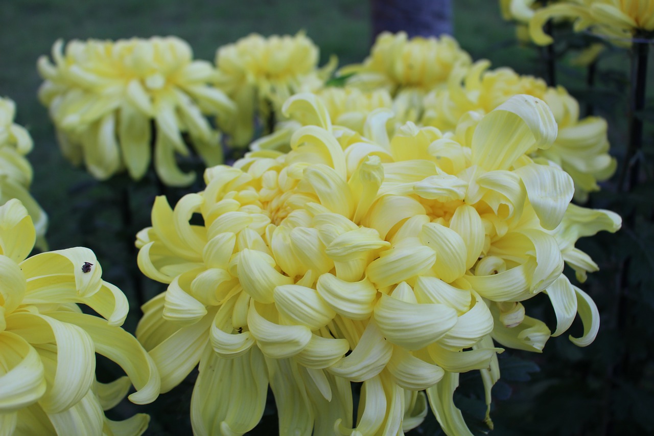 flowers chrysanthemum yellow flowers free photo