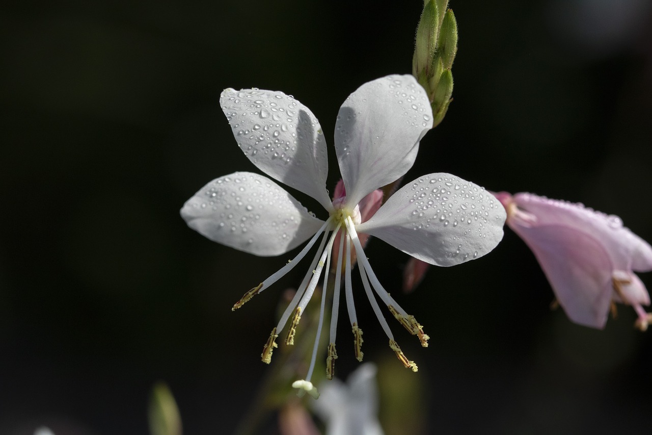 flowers  little flower  plants free photo