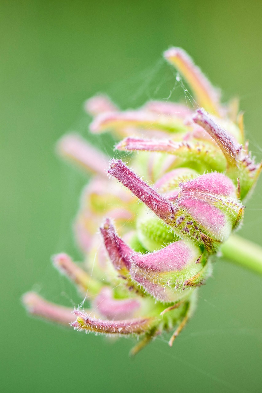 flowers  blumen  wiese free photo