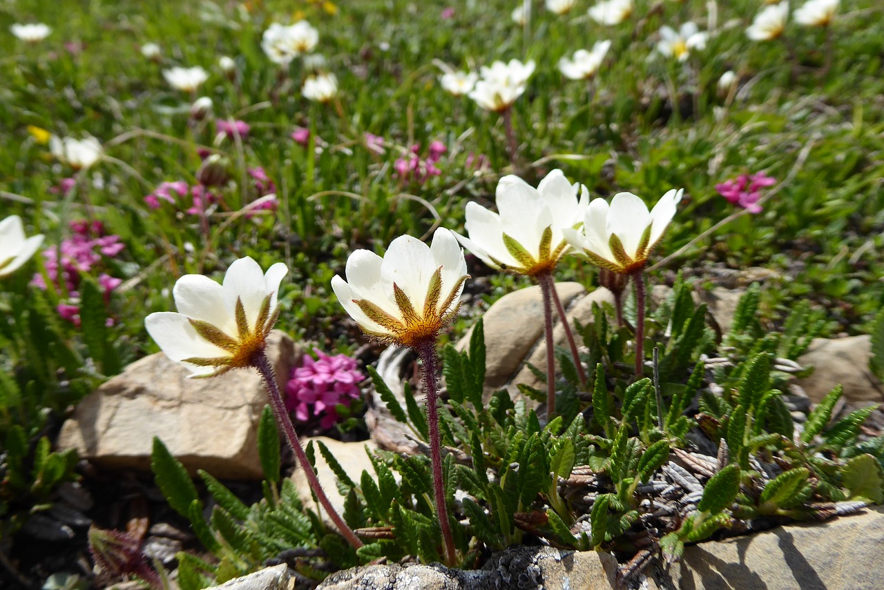 flowers  mountain  nature free photo