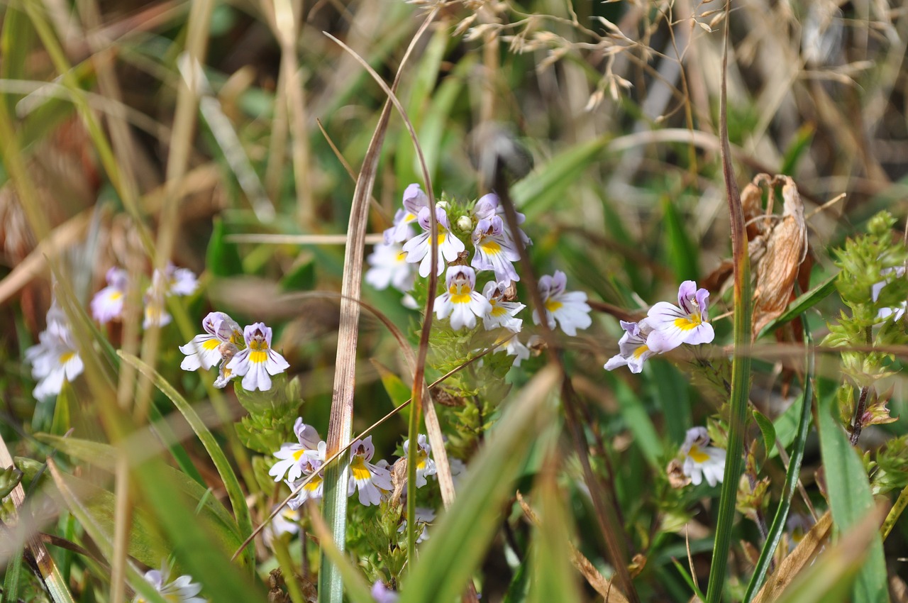 flowers  small flowers  field free photo