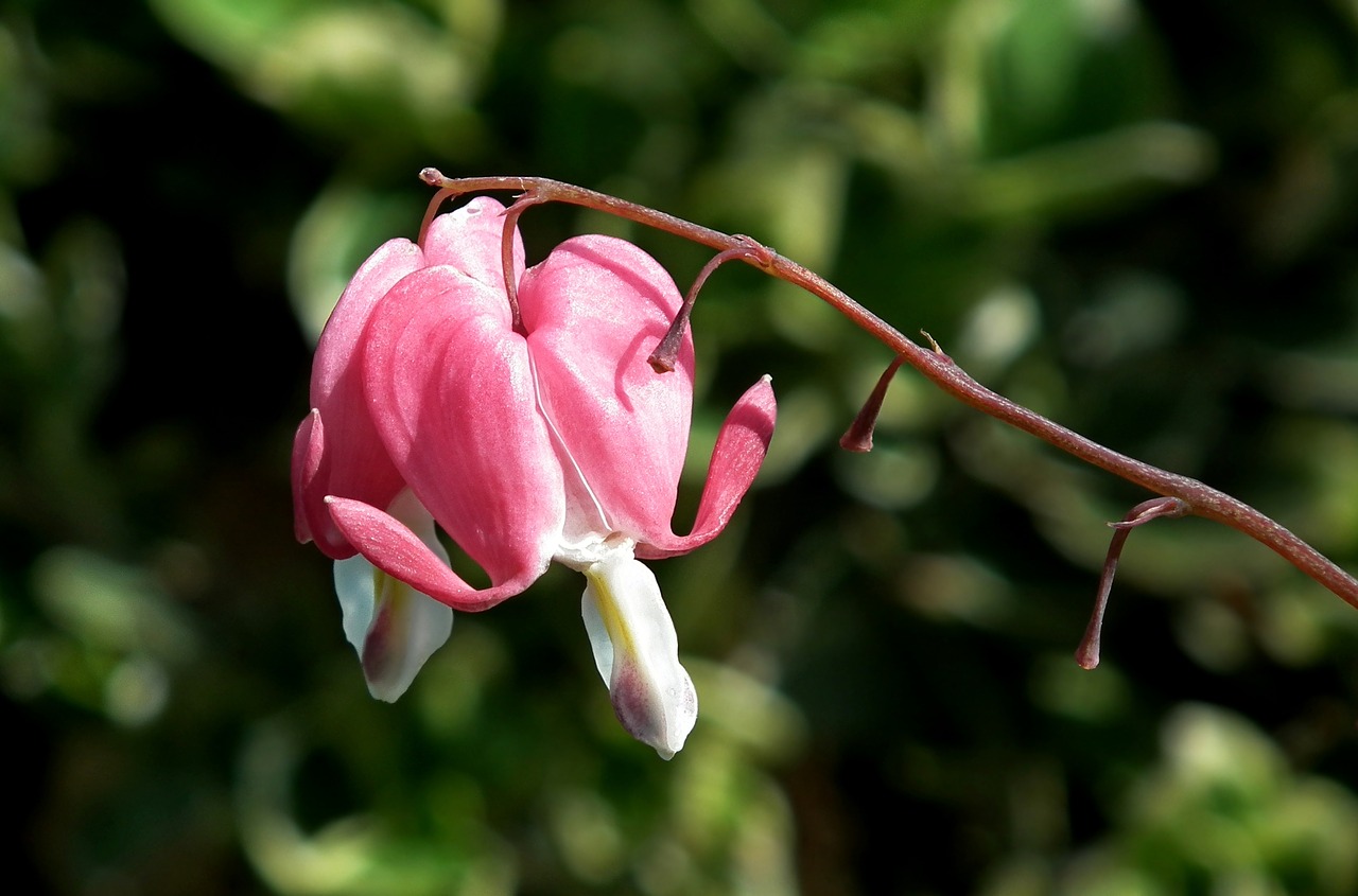 flowers  hearts  pink free photo