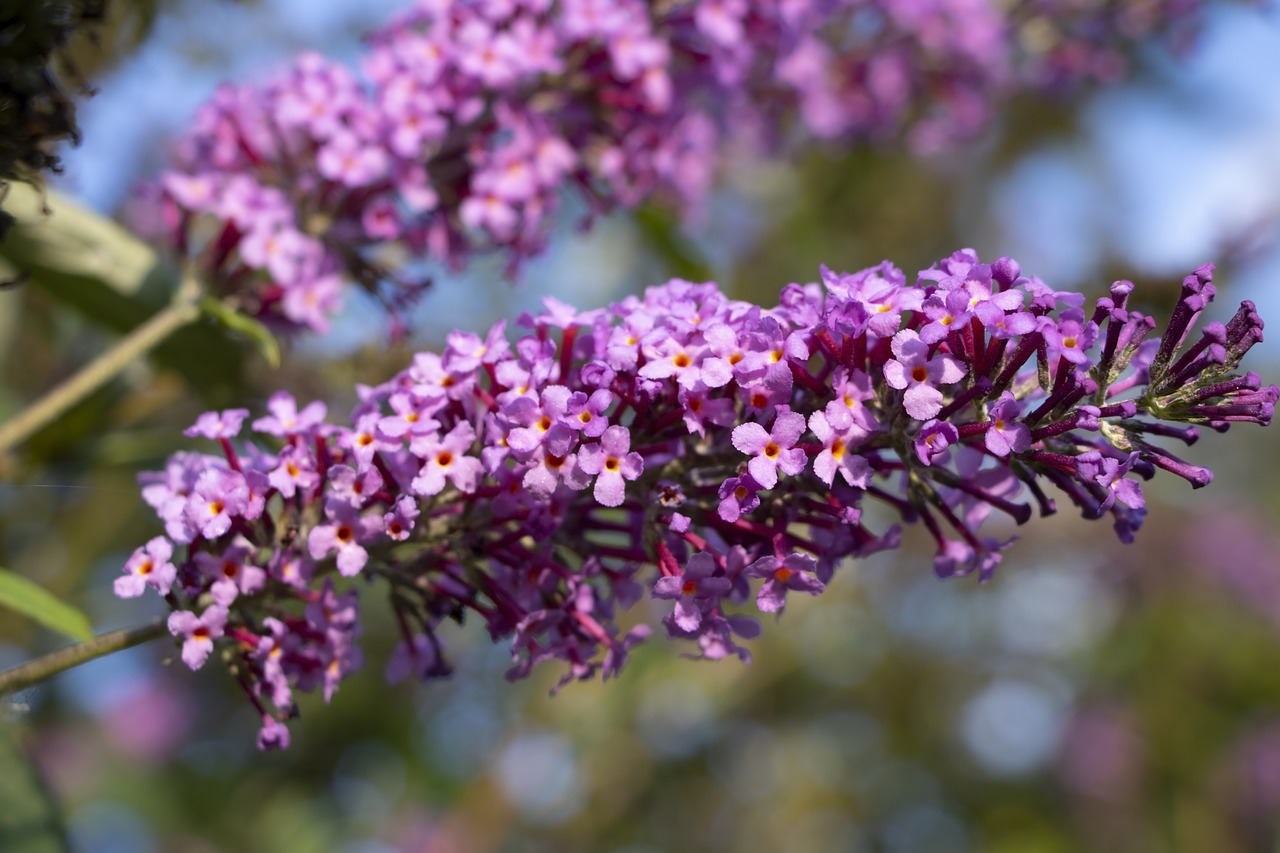 flowers  autumn  blossom free photo