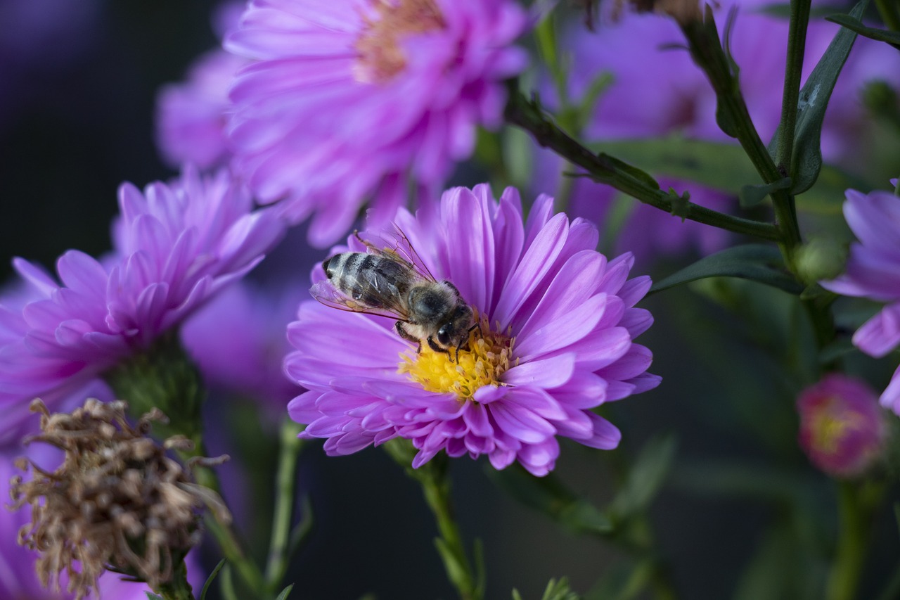 flowers  bees  nature free photo