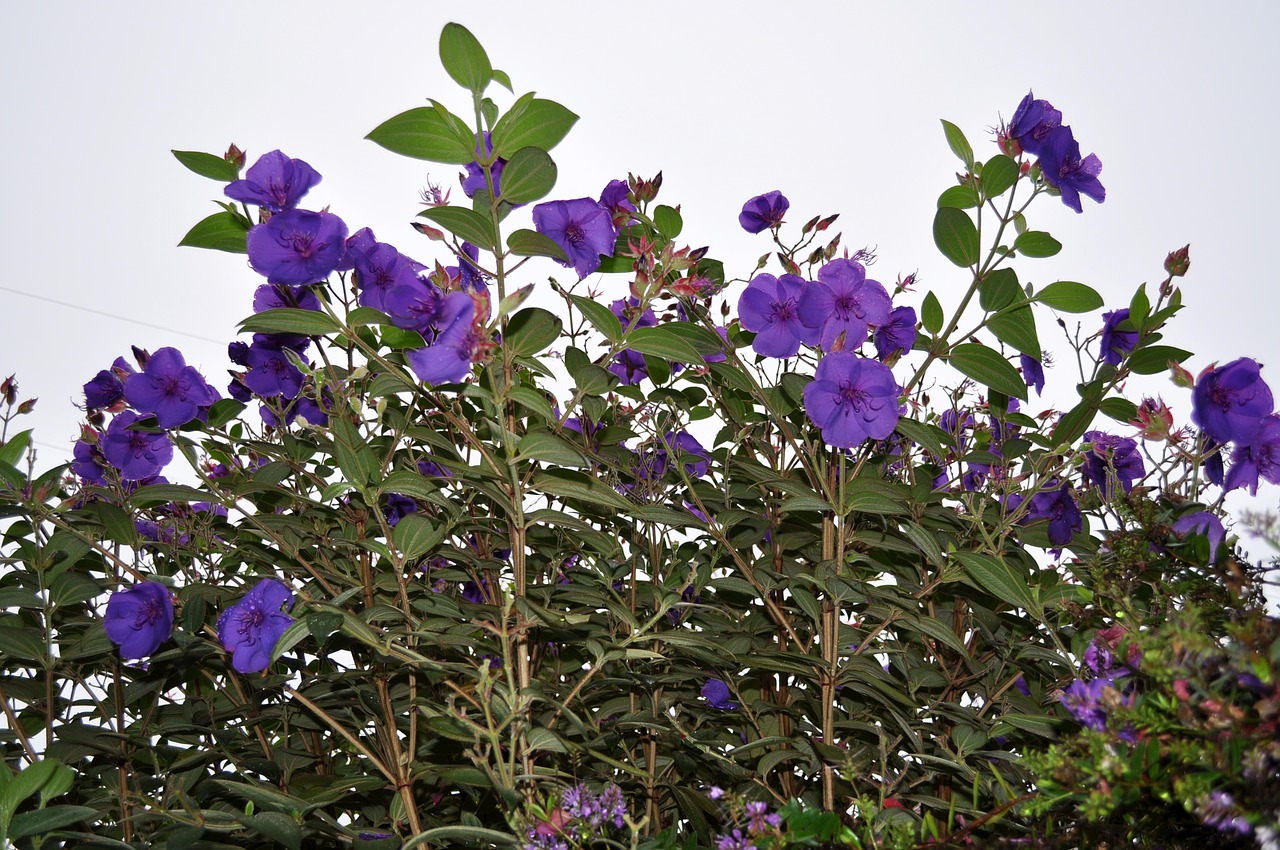 flowers  purple  purple flowers free photo